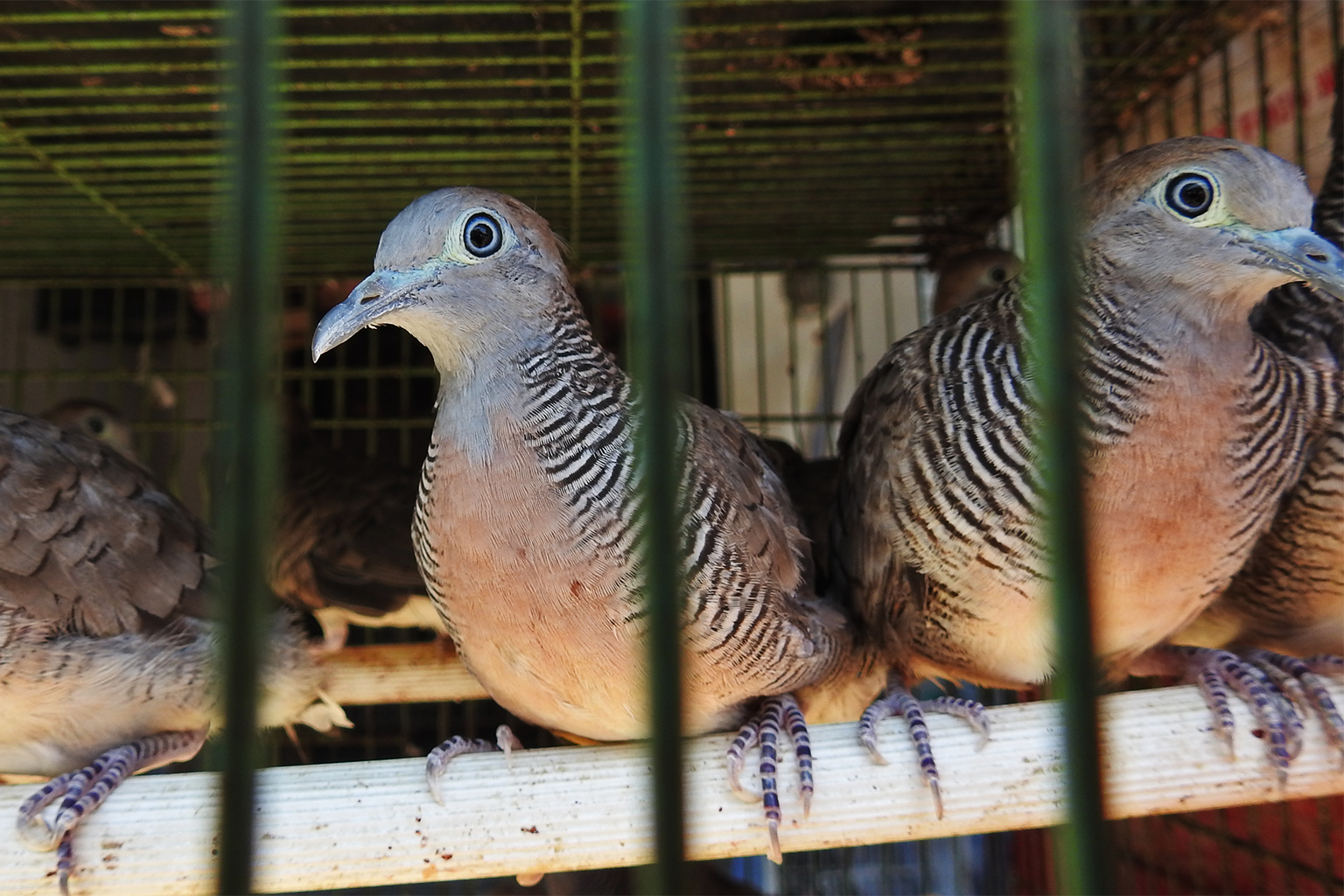 A zebra dove. This species is highly valued as a pet and as a songbird. 