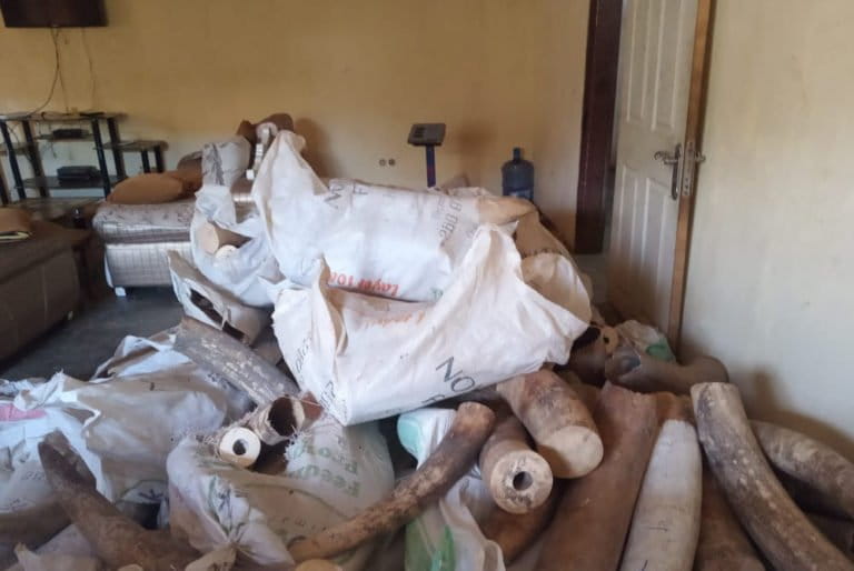 Ivory from at least 150 poached elephants seized in the DRC raid