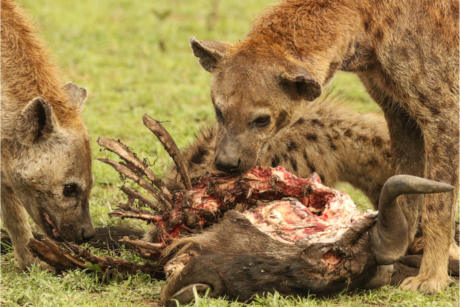 Hyenas feed on a wildebeest.