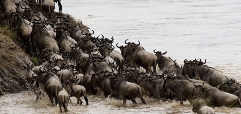 Wildebeest crossing the Mara River. Image by Bryan Scott via Flickr (CC BY-NC-ND 2.0)