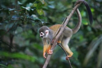 A common squirrel monkey in Colombian Amazon.