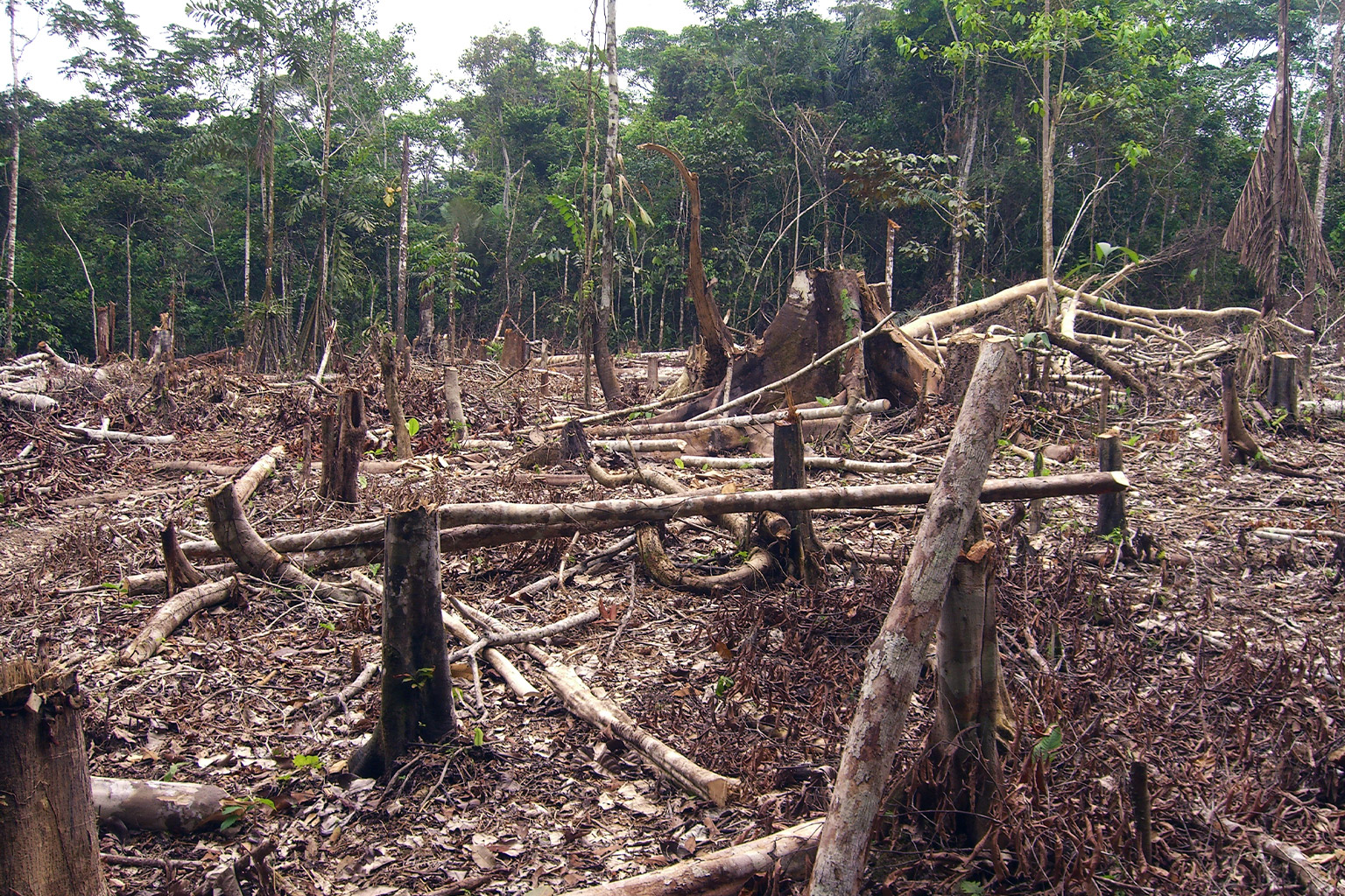 Deforestation driven by agriculture in the Colombian Amazon. 