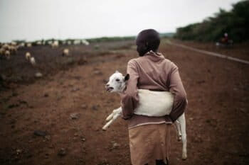 A young girl carrying one of her goats as they travel home at the end of the day.
