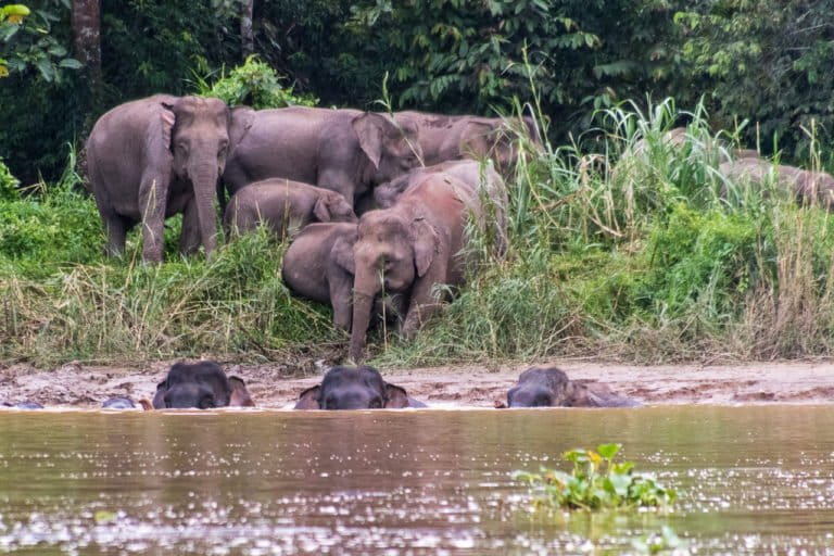 A herd of Borneo elephants.