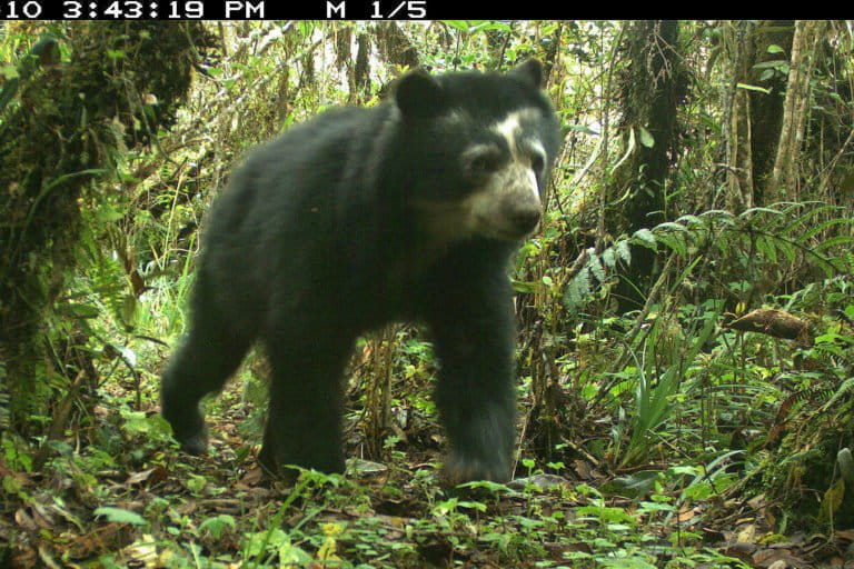 A spectacled bear (Tremarctos ornatus), also known as the Andean bear.