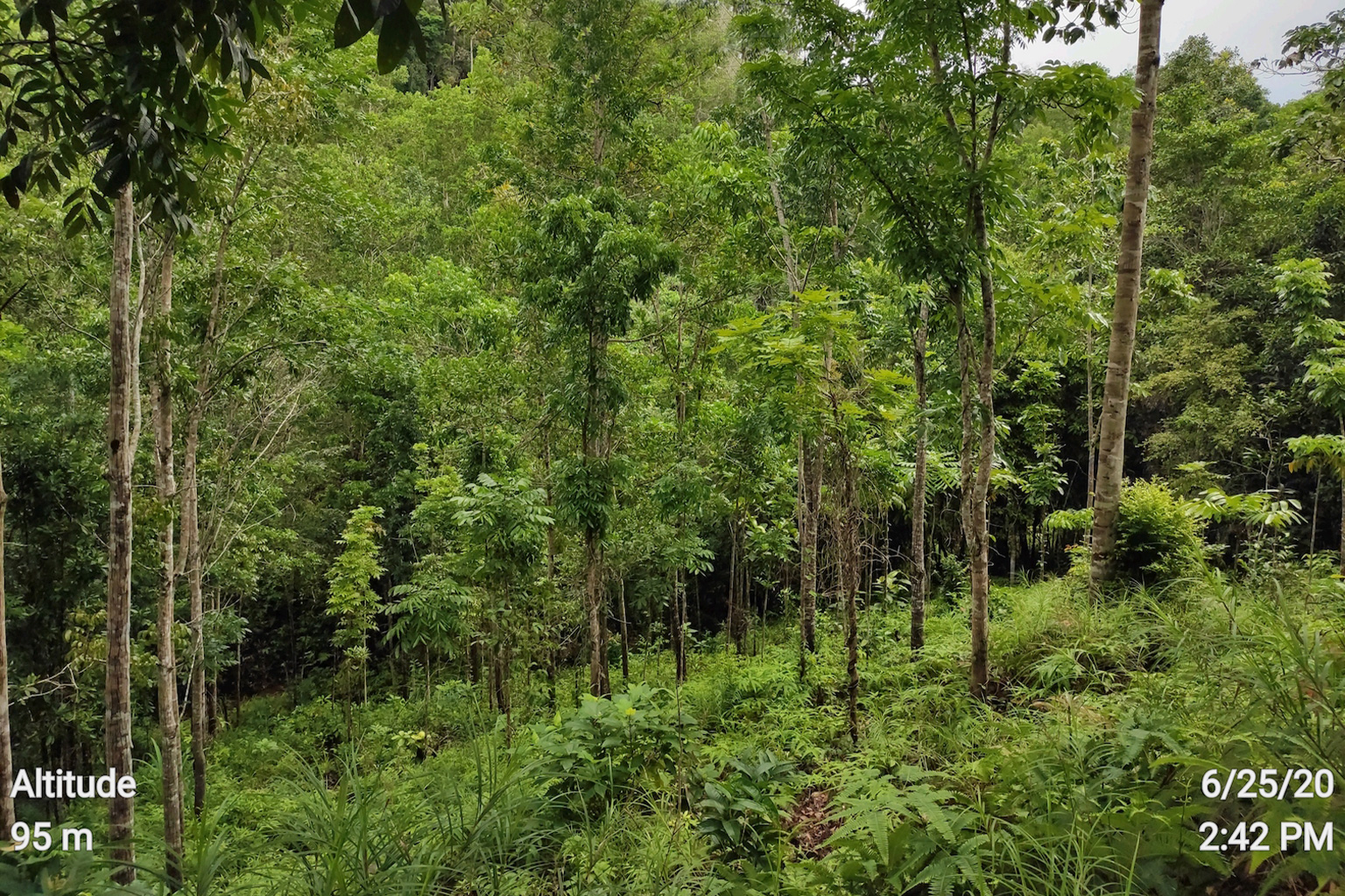 In a 86-hectare forestland at Macatumbalen, a once thriving government-funded agroforestry site sit before it was wiped out by Typhoon Odette. 