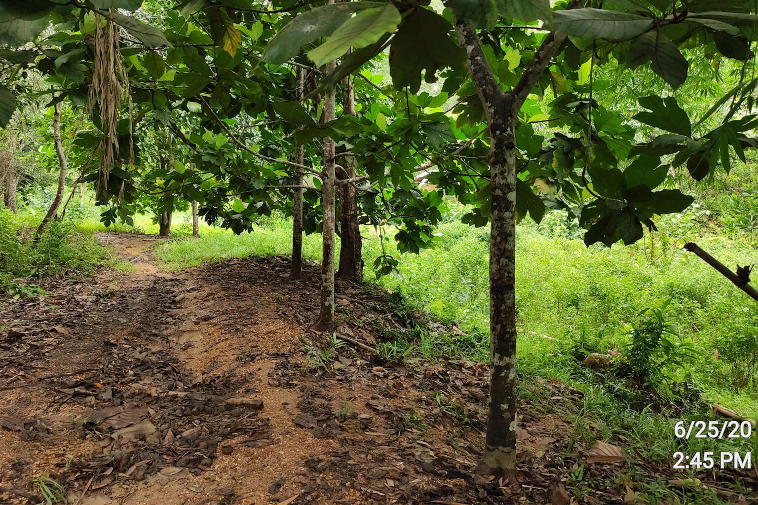 Community-initiated reforestation at Macatumbalen gets a much-needed boost through the financial assistance from the government's flagship reforestation programs from 2010 to 2019.