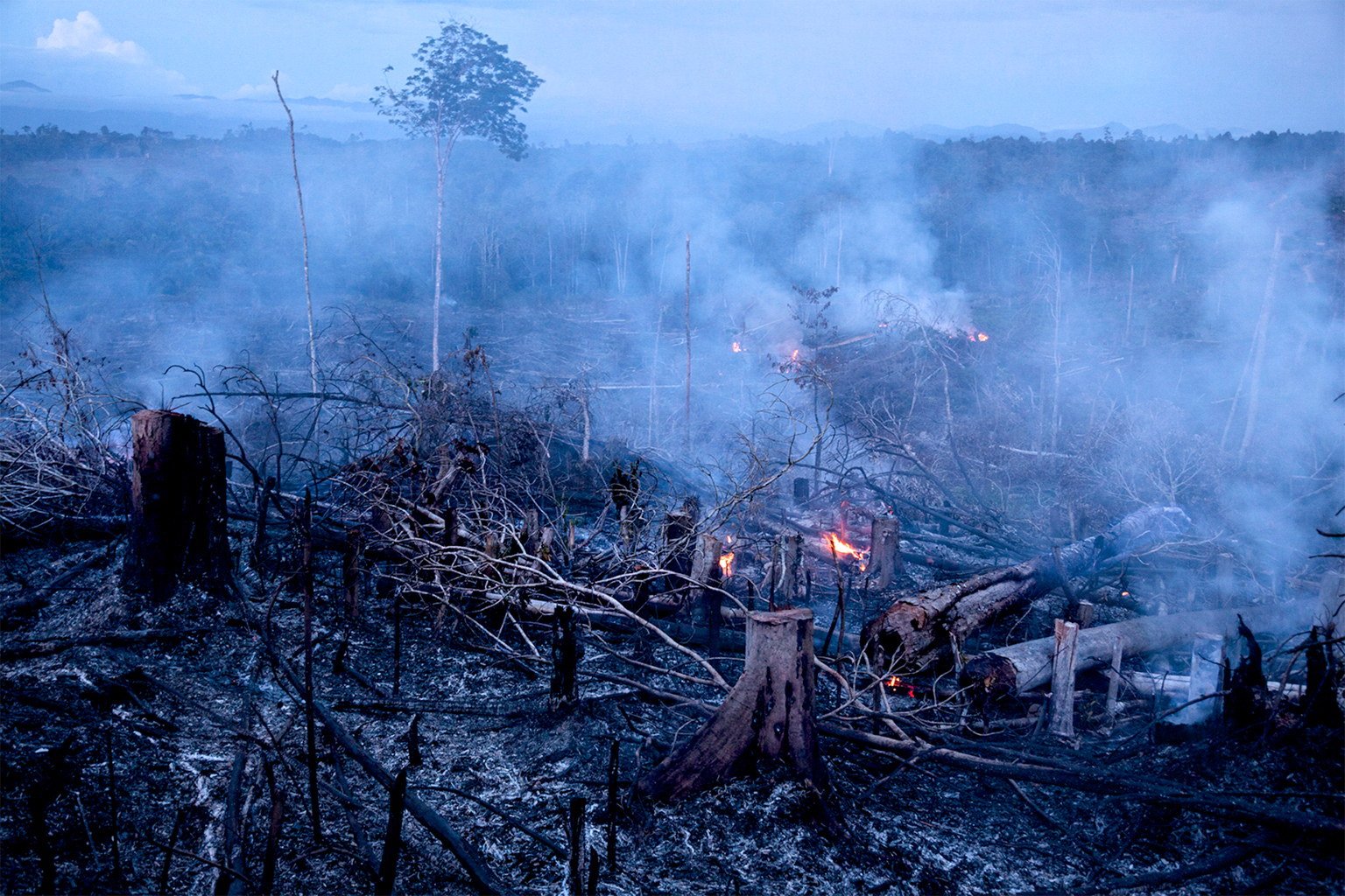 Deforestation and global warming. National Geographic deforestation. National Geographic channel deforestation.