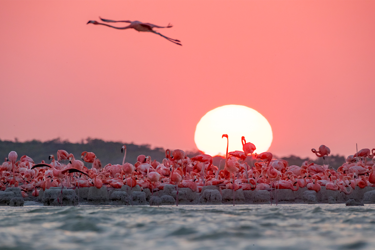 Flamingo in Río Lagartos Biosphere Reserve, Yucatan Peninsula, Mexico, where these birds nest in the tens of thousands. Image © Steve Winter.