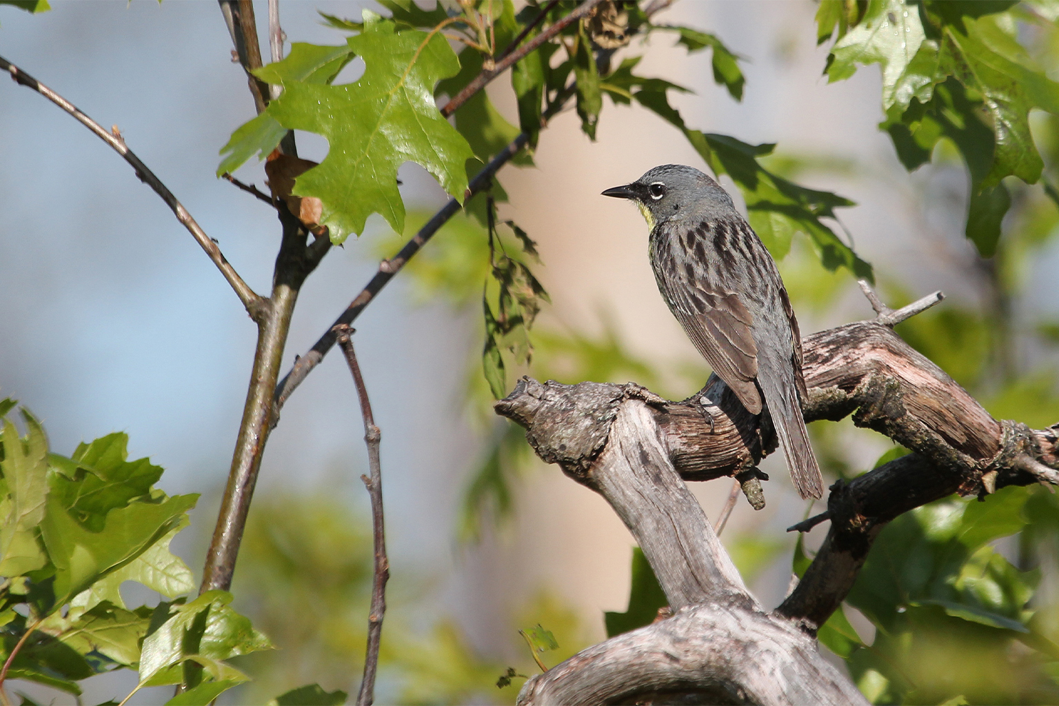 Kirtland's warbler, a conservation success story, seen in Crawford, Michigan, U.S. Image courtesy of Alexander Lees. 