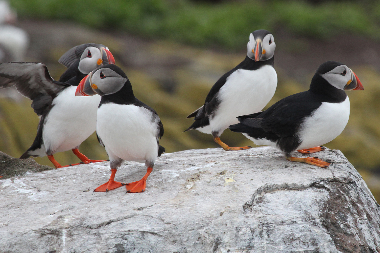 Atlantic puffins, Northumberland, England, United Kingdom. Puffins nesting on Maine’s coastal islands aren’t finding enough fish to feed their young amid “marine heat waves” and intense storms. Scientists dubbed survivors “micro puffins”; they’re half the normal size. Image courtesy of Alexander Lees. 