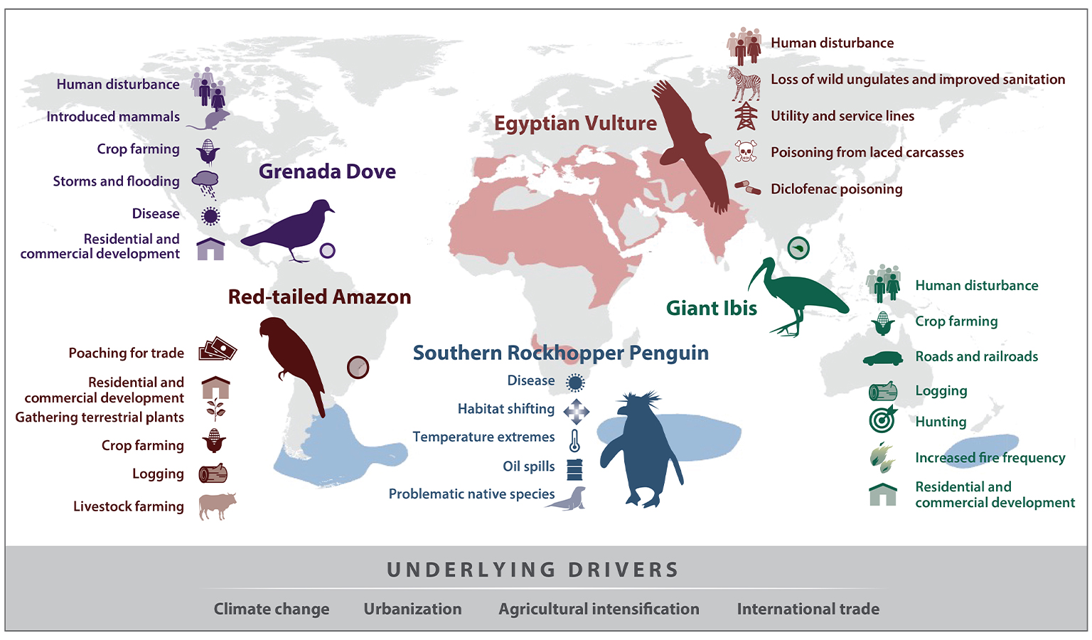 High- or medium-impact threats affecting five globally threatened bird species and the underlying drivers of these threats. Data from BirdLife International. Image courtesy of Lees et al. (2022).