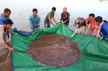 Giant stingray