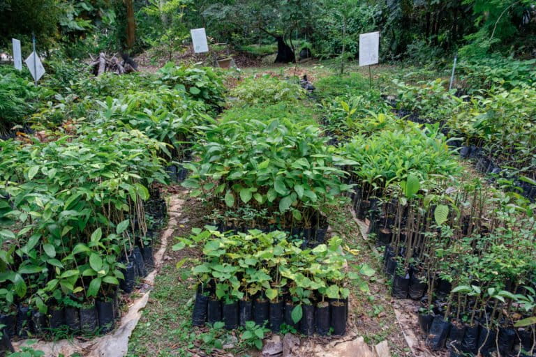 Tree nursery, Thailand