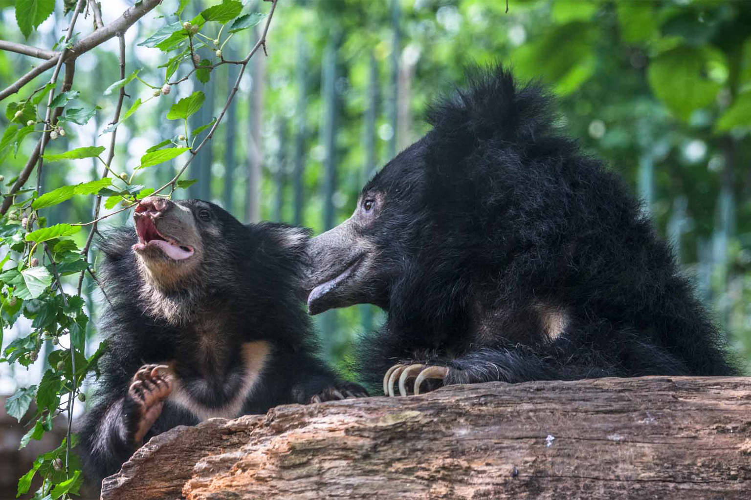 Sloth bears. 