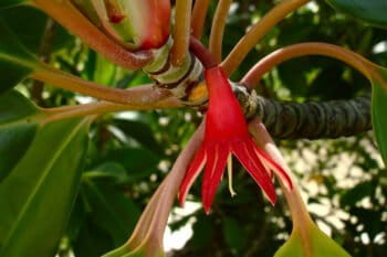 Flower of the large-leafed orange mangrove (Bruguiera gymnorrhiza)