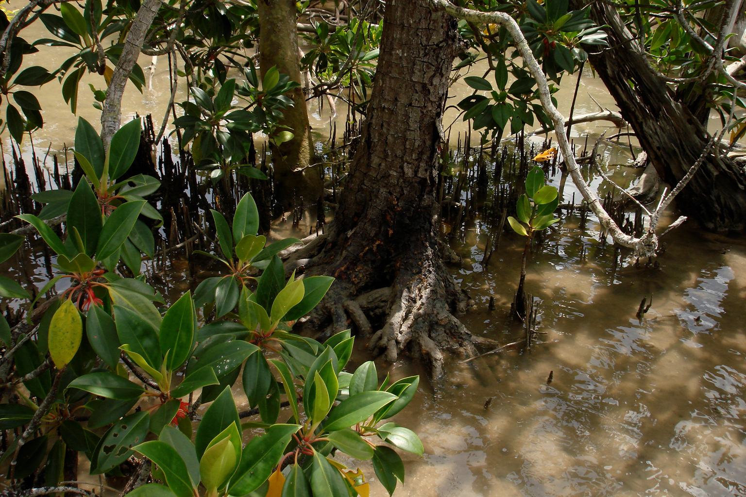 Large-leafed orange mangrove (Bruguiera gymnorhiza)