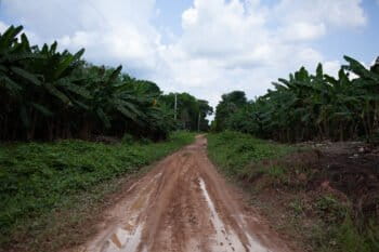 There are signs of a new frontier of deforestation emerging in Autazes, as invaders descend on this slice of the Amazon. Indigenous leaders say the area is now plagued by illegal logging and land-grabbing. Much of it is related to speculation as a massive potash mining project awaits approval. Image by Ana Ionova for Mongabay