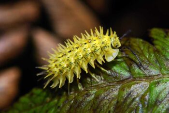 Spiky yellow woodlouse. Image courtesy of www.sainthelenaisland.info