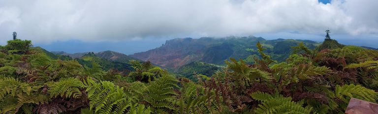 View of the cloud forest on St Helena Island. Image courtesy of Martina Peters/St Helena Conservation Trust.