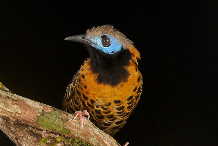 An Ocellated Antbird (Phaenostictus mcleannani), a common species at Soberanía National Park that forages on insects (an insectivore). Image courtesy of Dr. John Whitelaw.