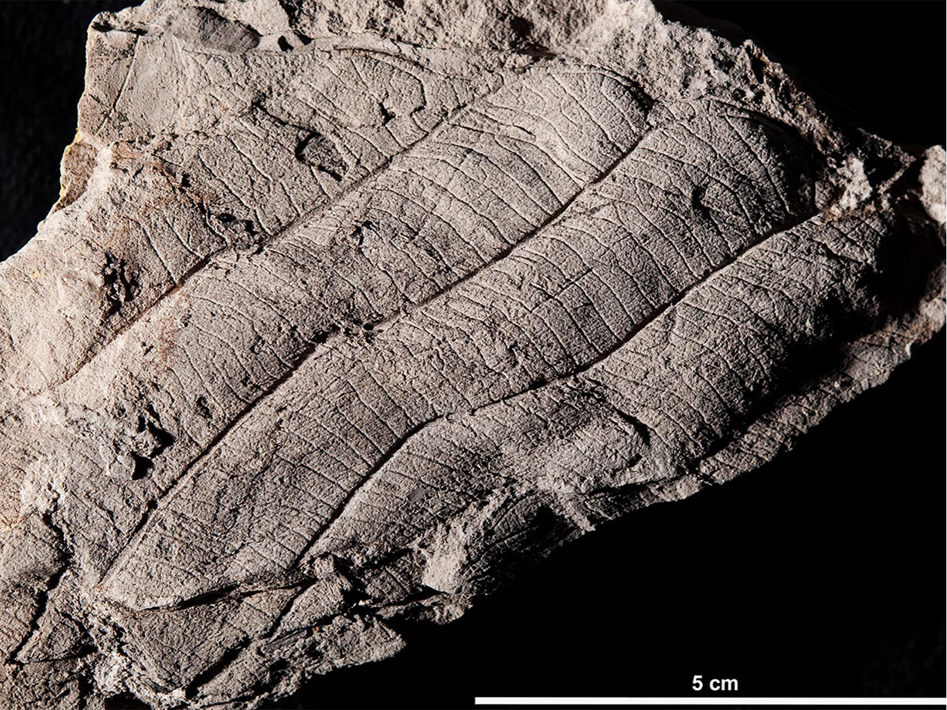 A fragment fossil of an enormous dipterocarp leaf 