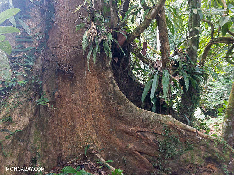 A tree in an old-growth forest in Brunei.