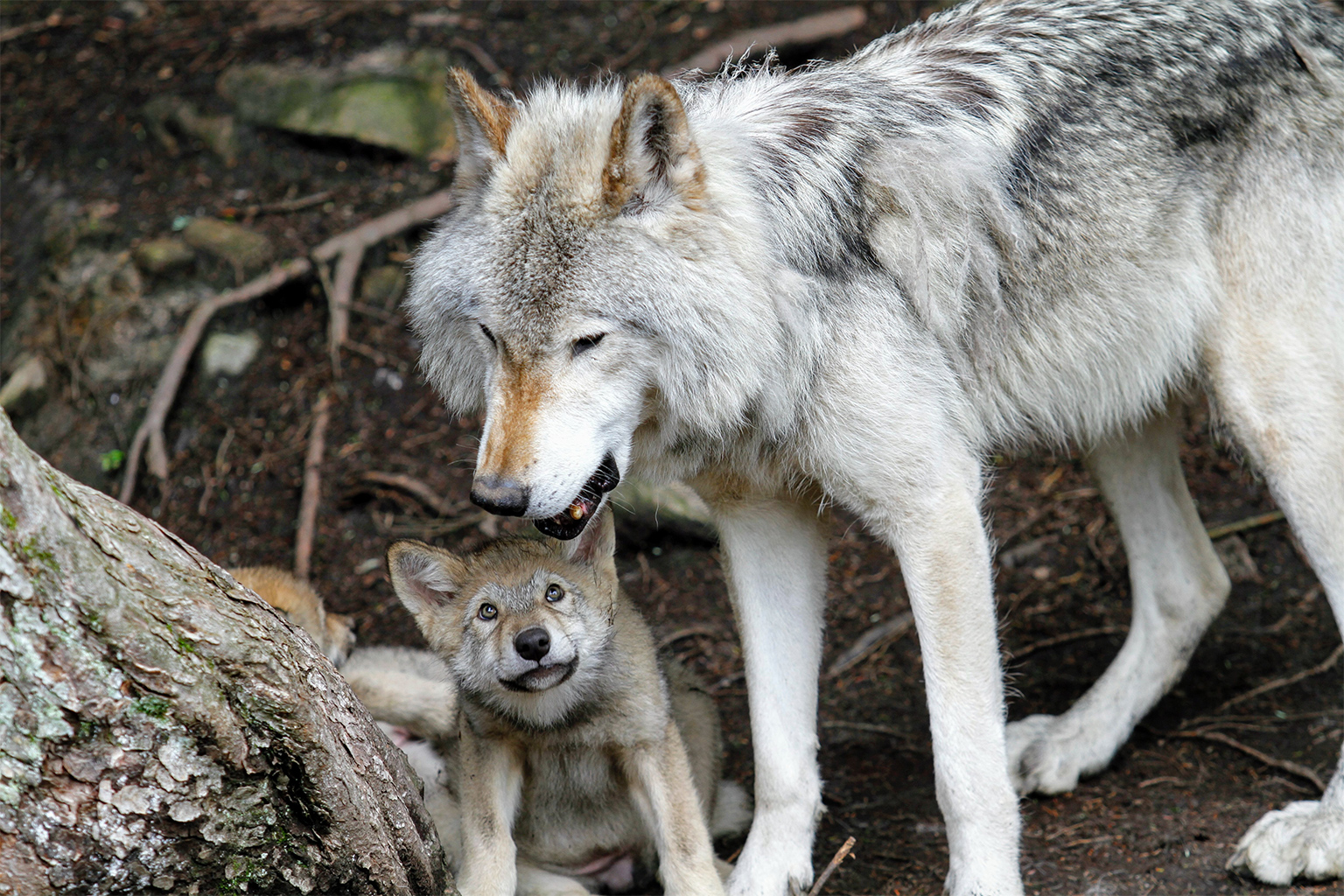 A North American gray wolf aduld with pup. 