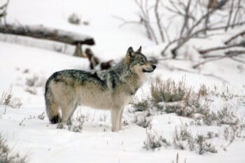 A gray wolf in Yellowstone National Park.
