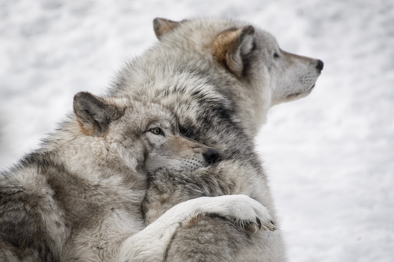 Two gray wolves in the winter.