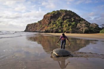 Mohéli hosts one of the largest nesting sites for green sea turtles (Chelonia mydas) in the Indian Ocean.