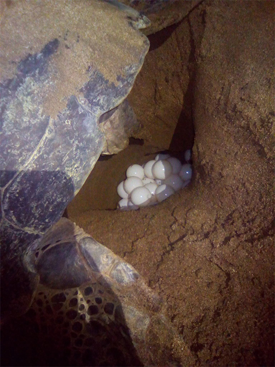 Mohéli hosts one of the largest nesting sites for green sea turtles (Chelonia mydas) in the Indian Ocean.