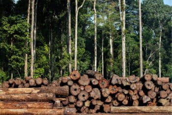 Timber in Pará state and other parts of the Brazilian Amazon can bypass regulatory permits, allowing illegal wood to be sold domestically and internationally. Federal environmental agencies play an essential role in preventing this from happening, experts say.