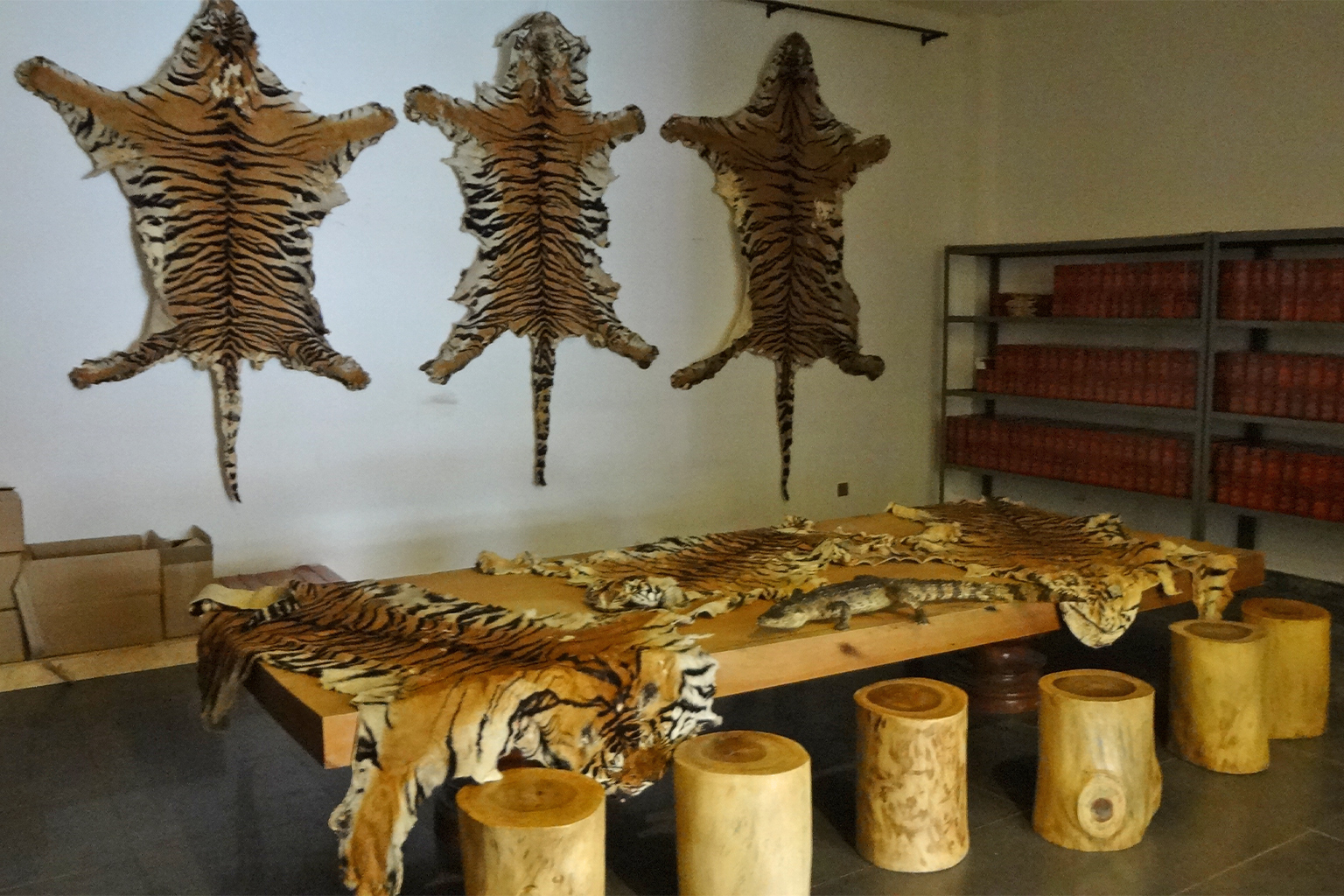 Tiger skins for sale in a shop in Laos Golden Triangle Special Economic Zone in 2015. Image courtesy of the Environmental Investigation Agency.