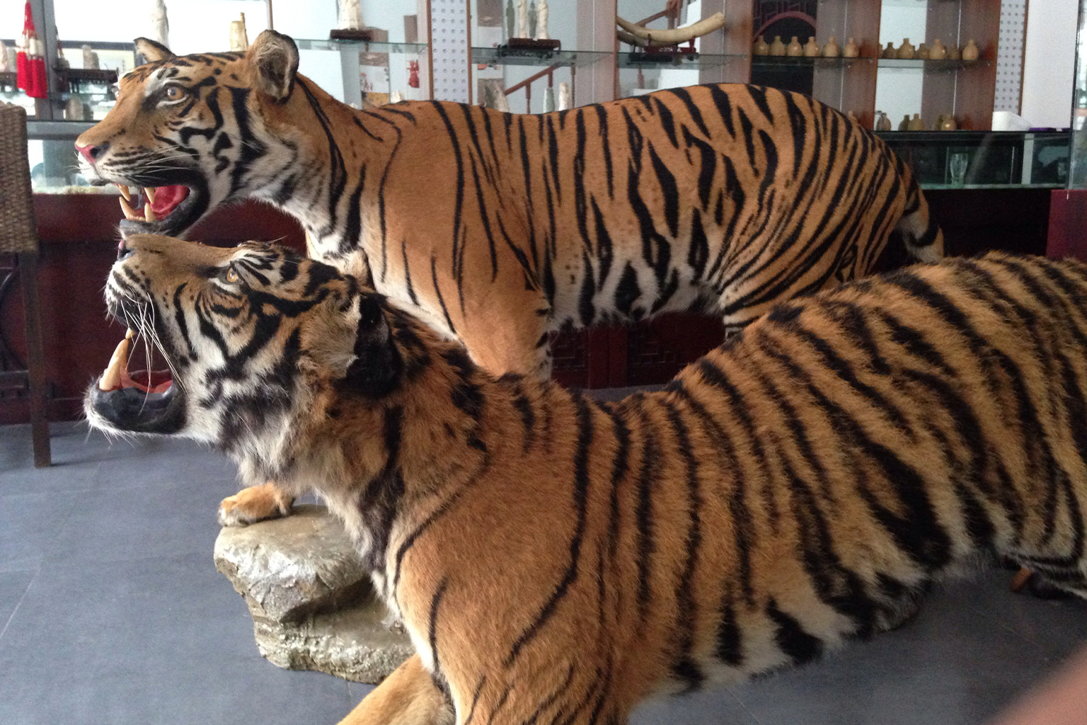 Taxidermied tigers for sale in a shop inside Laos’s Golden Triangle Special Economic Zone in 2015. Image courtesy of the Environmental Investigation Agency.