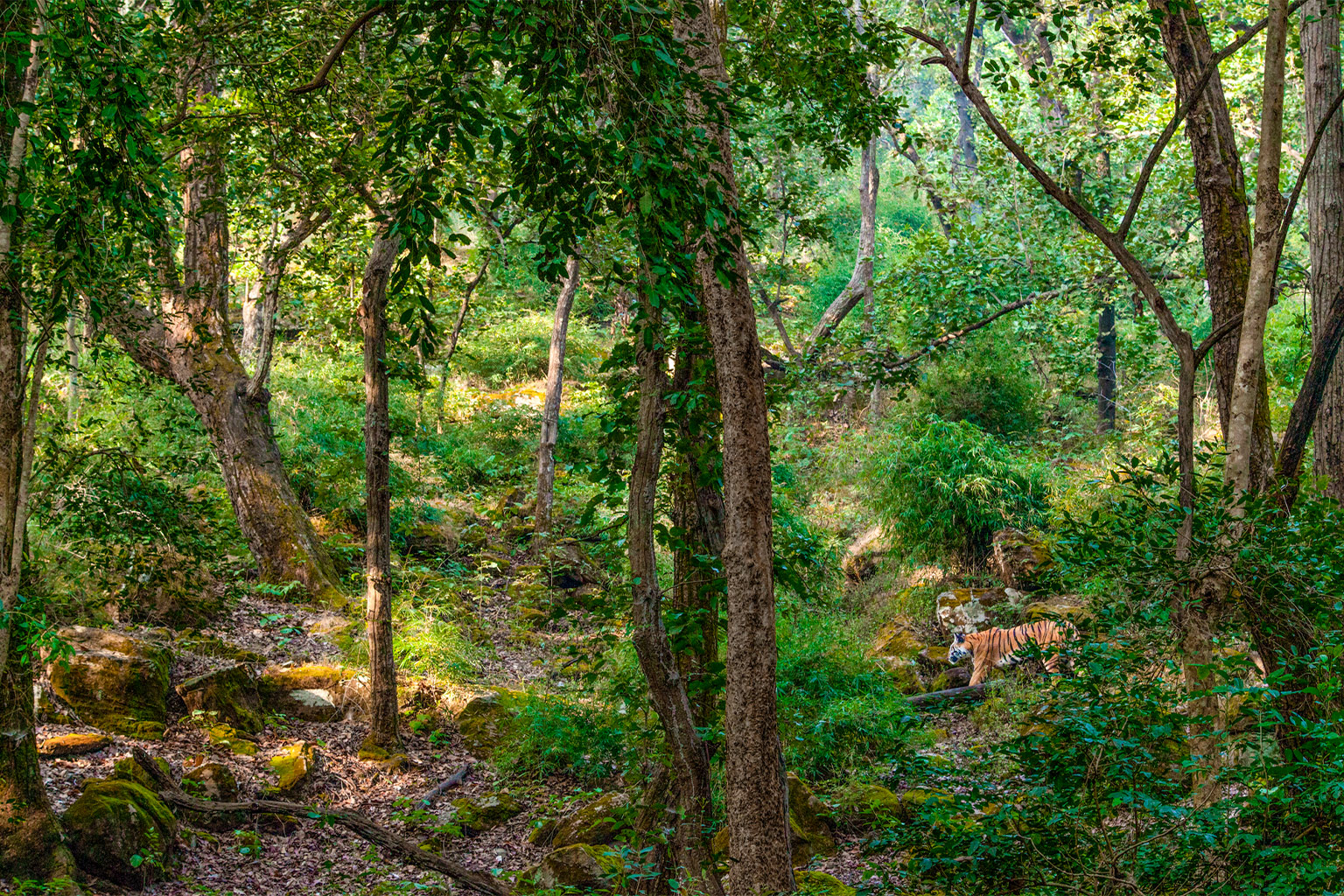 Tiger in Bandhavghar Tiger Reserve, India. Image © Steve Winter/National Geographic.