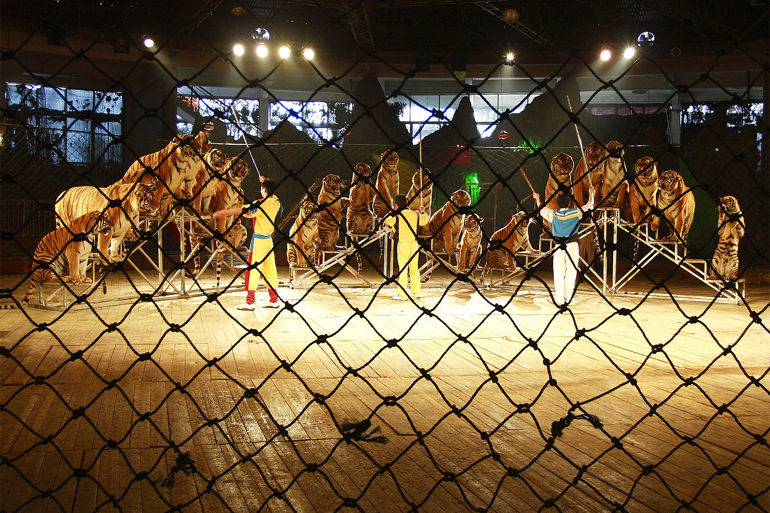 A tiger show in China. Many zoos and circuses in China also breed and sell tigers for skins, bones and other parts. Image courtesy of STF/Panthera.org.