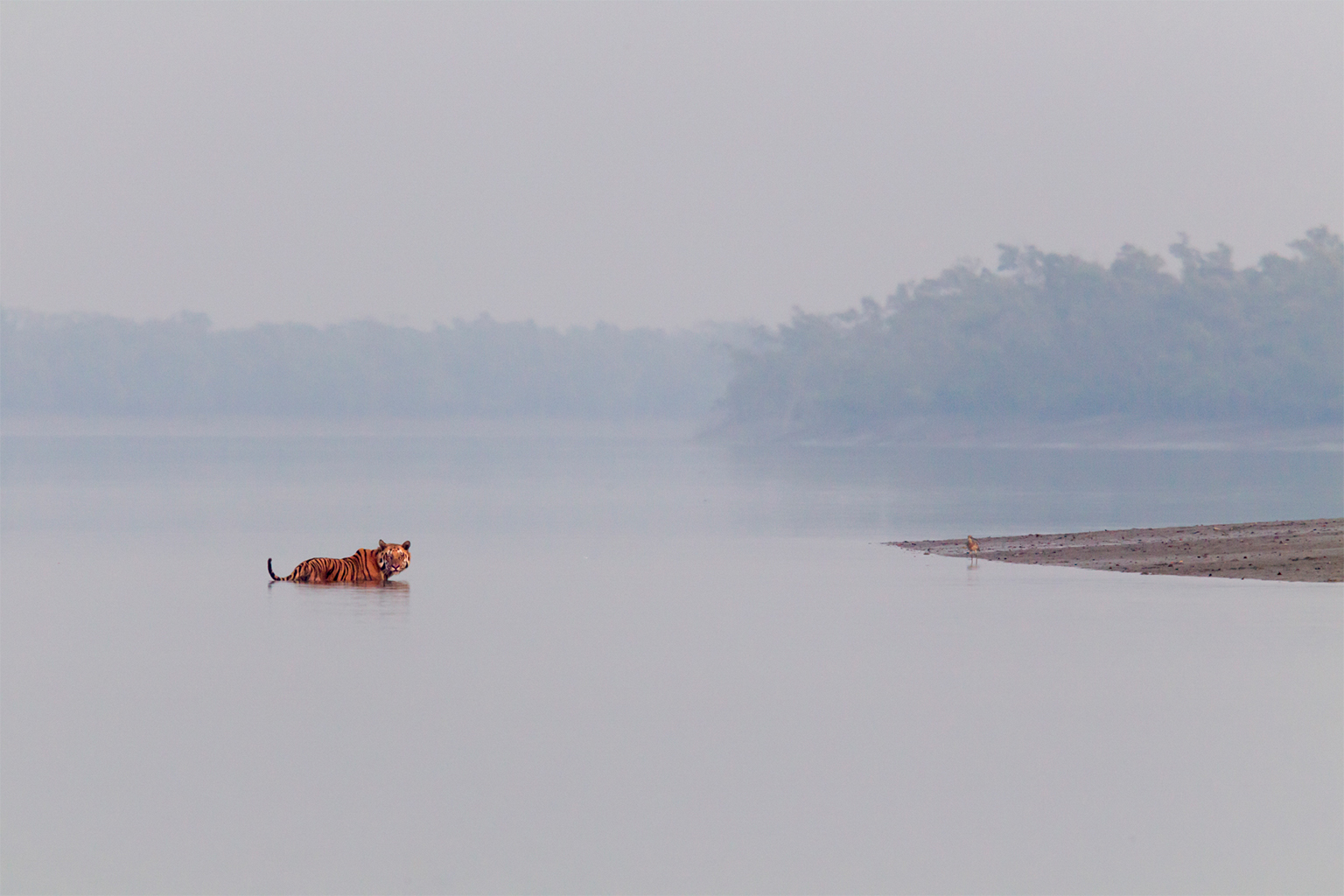 Bengal tiger in India's Sundarban mangrove delta. Image © Steve Winter/National Geographic.