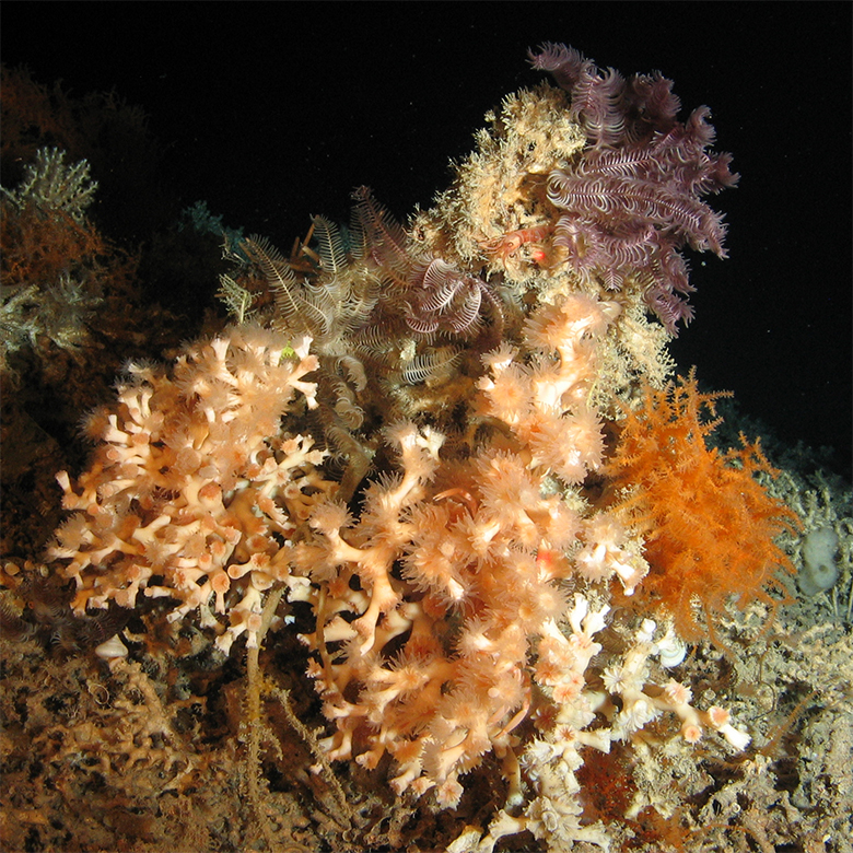 Large colony of the cold-water coral Lophelia pertusa colonised by crinoids and soft corals at 700 m water depth (Porcupine Seabight, Irish continental margin). Credit ROV image: MARUM ROV Cherokee, Bremen, Germany.