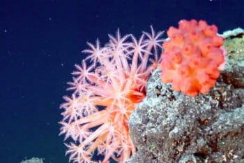 Cold water corals in the deep sea.