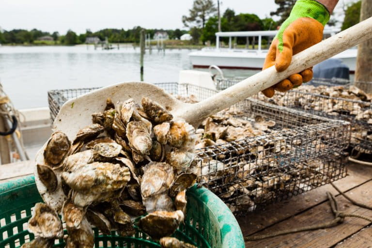 Rappahannock Oyster Company in Topping, Va., on May 9, 2016. The company has turned to aquaculture in recent years to yield a more sustainable harvest. Image courtesy of Will Parson for the Chesapeake Bay Program.