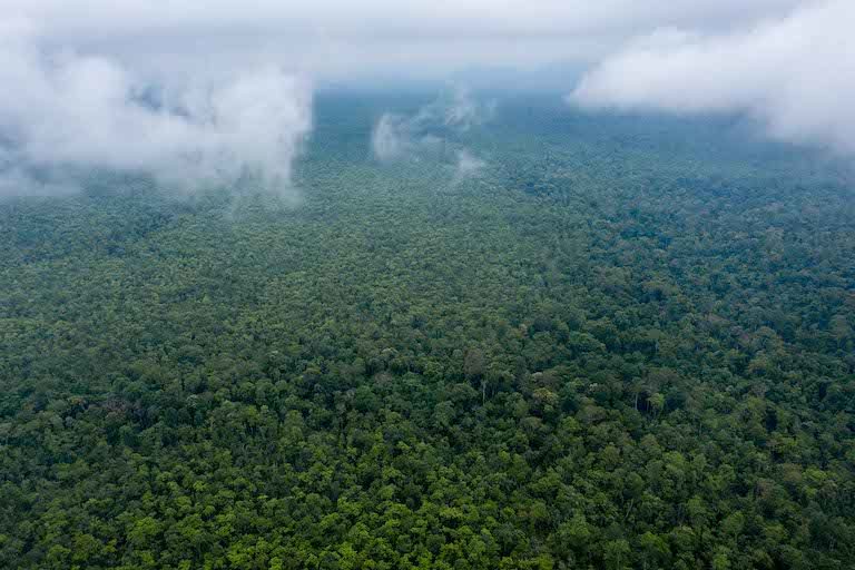 Prey Lang Wildlife Sanctuary, one of the largest remaining lowland evergreen forests in mainland Southeast Asia, remains under direct threat from logging, mining and land grabbing. Image by Andy Ball for Mongabay.