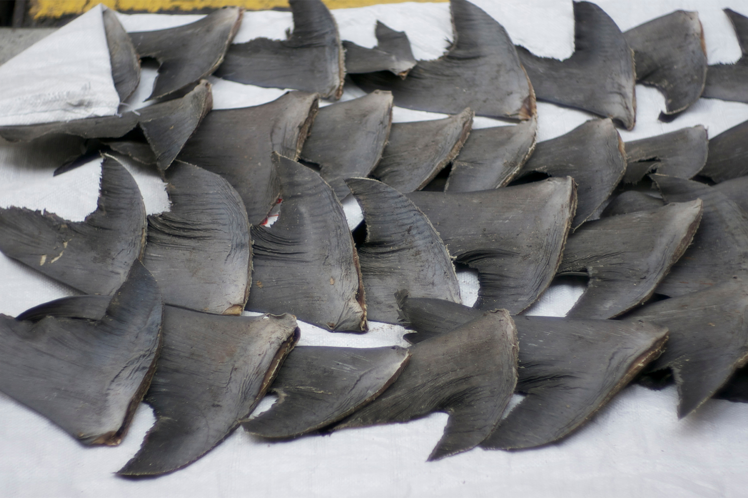 Fresh shark fins drying on sidewalk at Hong Kong.