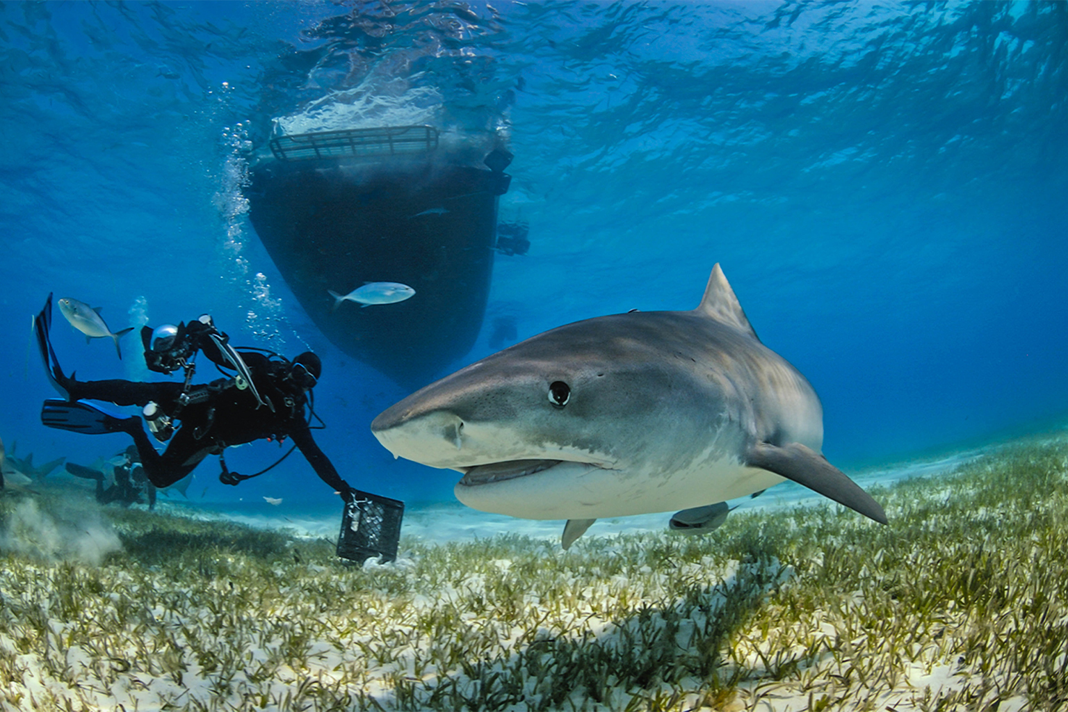 A diver with a shark in shallow waters.