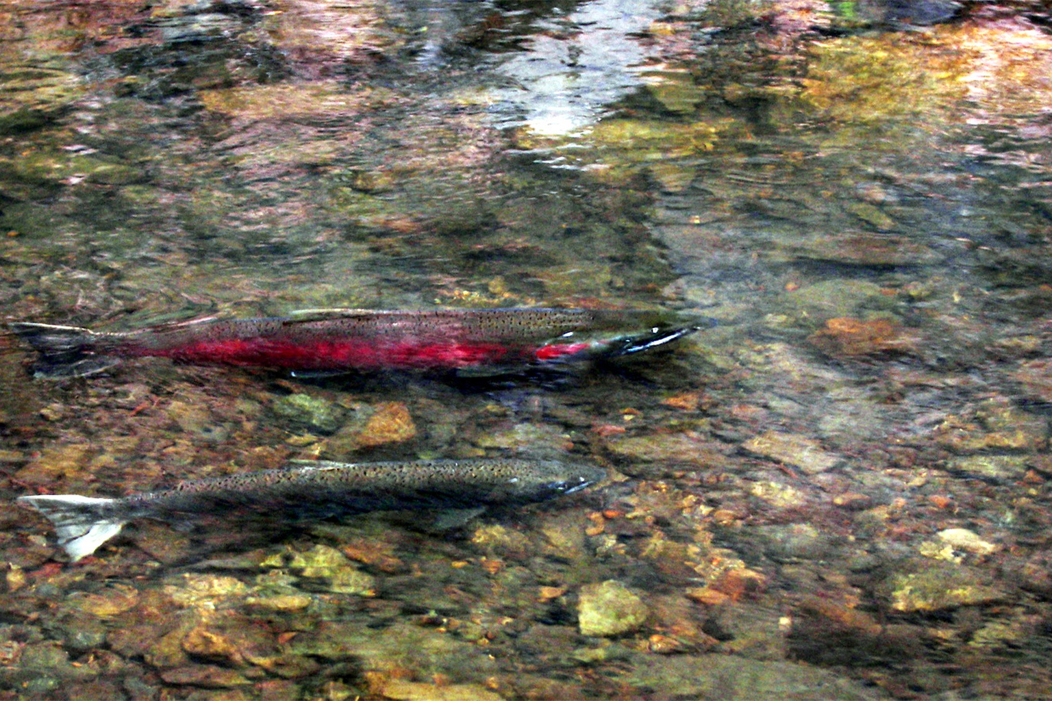 Stream depletion in remote areas due to cannabis cultivation is a concern for endangered species such as coho salmon. 