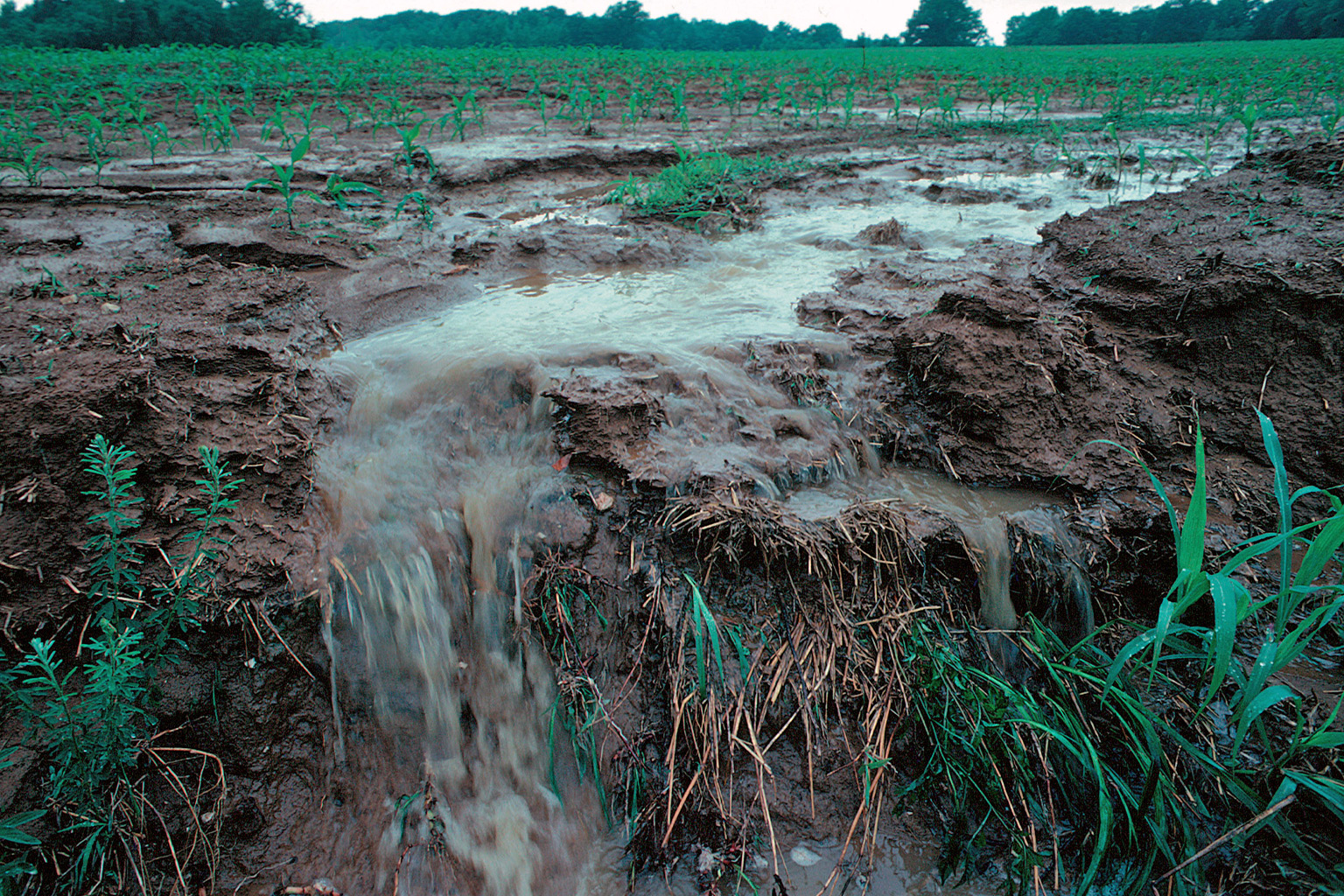 Effluent is the most “insidious” problem generated by the cannabis industry