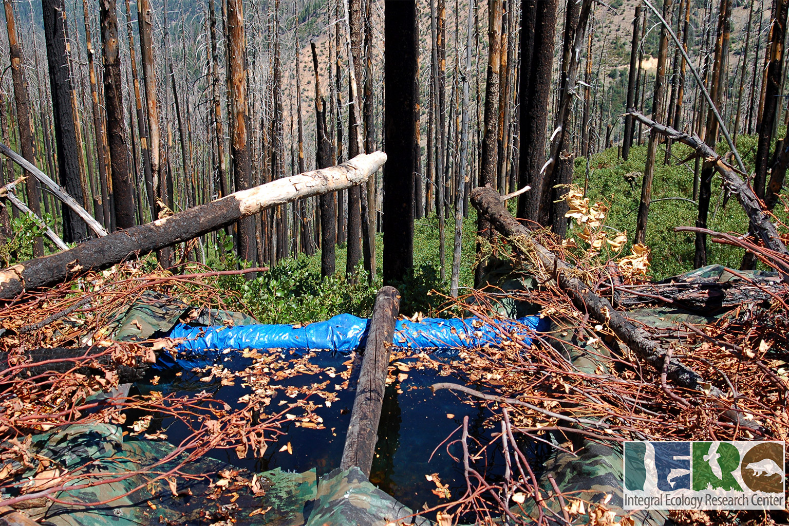 A reservoir created to supply water to a trespass growing site in California. Mourad Gabriel with the U.S. Forest Service, notes that trespass growing is a concern for many other states beyond California because it wastes water and releases harmful chemicals. Image courtesy of the Integral Ecology Research Center.