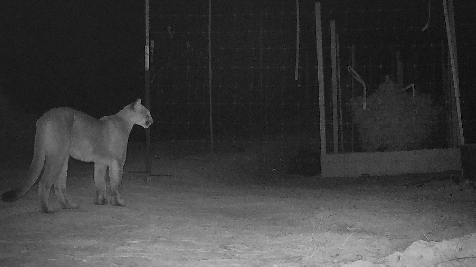 A cougar near a cannabis farm. These farms are not “dead zones,” explains Phoebe Parker-Shames. Actual impacts on wildlife can depend on individual cannabis farm practices. Image courtesy of Phoebe Parker-Shames. 