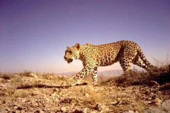 A persian leopard. Image via Peoples Trust for Endangered Species.
