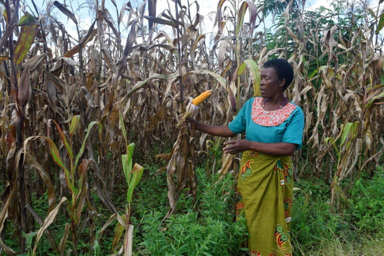 Farmer Elizabeth Kamphale explains the agroecology methods she uses to farm orange maize in the village of Kamala in Malawi's Dedza district.